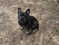 King, a male French Bulldog for sale in Dale, TX – Photo 1 of 10