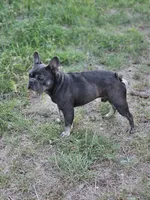King, a male French Bulldog for sale in Dale, TX – Photo 10 of 10