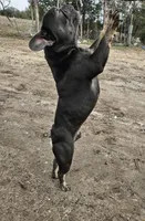 King, a male French Bulldog for sale in Dale, TX – Photo 5 of 10