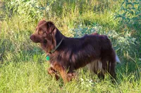 Ruby, a female Miniature Australian Shepherd for sale in Dale, TX – 4 of 5