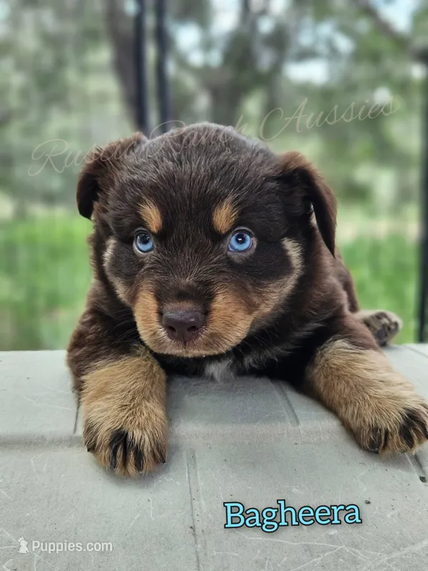 Bagheera – Miniature Australian Shepherd puppy for sale in Dale, TX
