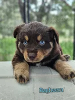 Bagheera, a male Miniature Australian Shepherd for sale in Dale, TX – 1 of 3