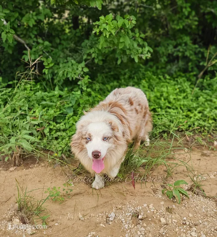 Jagger – Miniature Australian Shepherd puppy for sale in Dale, TX