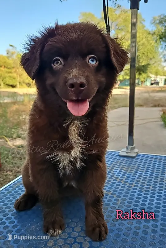 Raksha – Miniature Australian Shepherd puppy for sale in Dale, TX