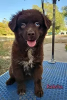 Raksha, a female Miniature Australian Shepherd for sale in Dale, TX – 2 of 5