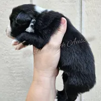 Leonardo , a male Miniature Australian Shepherd and Toy Australian Shepherd for sale in Dale, TX – Photo 6 of 6