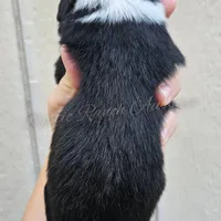 Leonardo , a male Miniature Australian Shepherd and Toy Australian Shepherd for sale in Dale, TX – Photo 5 of 6