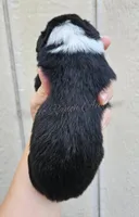 Leonardo , a male Miniature Australian Shepherd and Toy Australian Shepherd for sale in Dale, TX – Photo 3 of 4