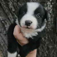 Leonardo , a male Miniature Australian Shepherd and Toy Australian Shepherd for sale in Dale, TX – Photo 2 of 6