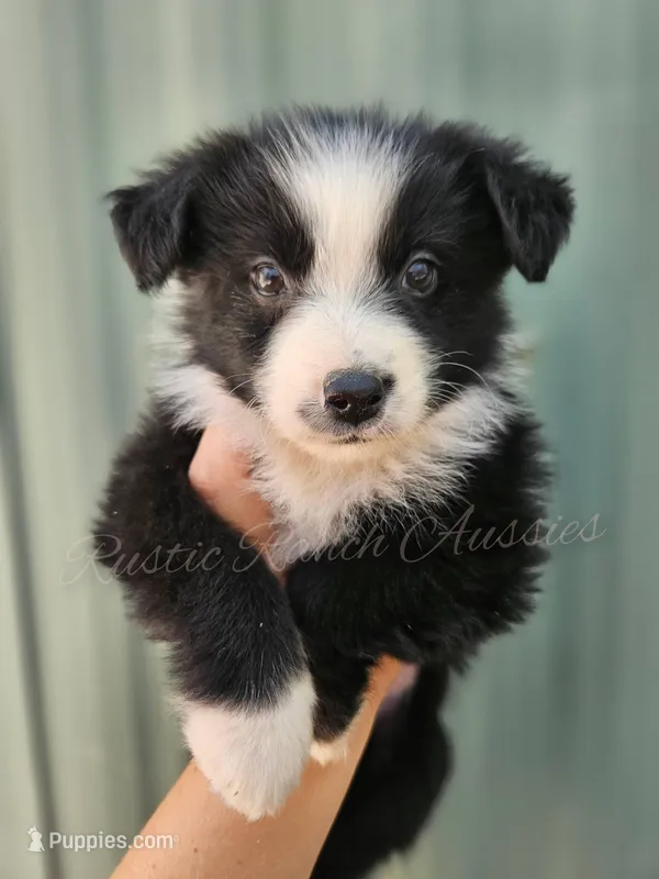 Leonardo  – Miniature Australian Shepherd, Toy Australian Shepherd puppy for sale in Dale, TX