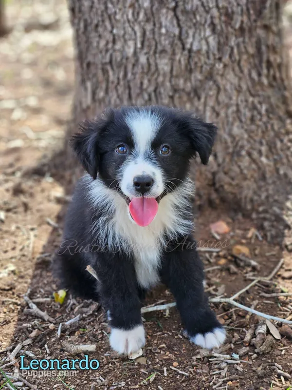 Leonardo  – Miniature Australian Shepherd, Toy Australian Shepherd puppy for sale in Dale, TX