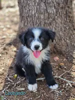 Leonardo , a male Miniature Australian Shepherd and Toy Australian Shepherd for sale in Dale, TX – 2 of 8