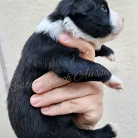 Leonardo , a male Miniature Australian Shepherd and Toy Australian Shepherd for sale in Dale, TX – Photo 4 of 6