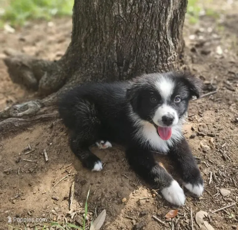 Leonardo  – Miniature Australian Shepherd, Toy Australian Shepherd puppy for sale in Dale, TX