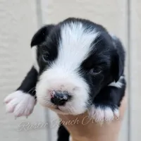 Leonardo , a male Miniature Australian Shepherd and Toy Australian Shepherd for sale in Dale, TX – Photo 3 of 6