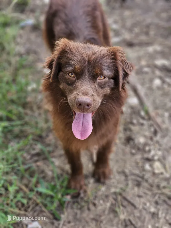 Ruby – Miniature Australian Shepherd puppy for sale in Dale, TX