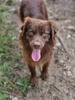 Ruby, a female Miniature Australian Shepherd for sale in Dale, TX – 1 of 5