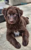 Baloo, a male Miniature Australian Shepherd for sale in Dale, TX – 1 of 5