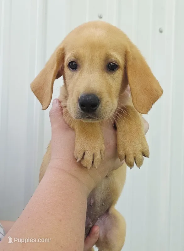 Yellow  – Labrador Retriever puppy for sale in Manchester, IA