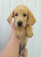 Yellow , a male Labrador Retriever for sale in Manchester, IA – 1 of 5