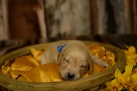 Blue , a male Labrador Retriever for sale in Manchester, IA – 2 of 3