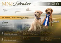 Yellow , a male Labrador Retriever for sale in Manchester, IA – 5 of 5