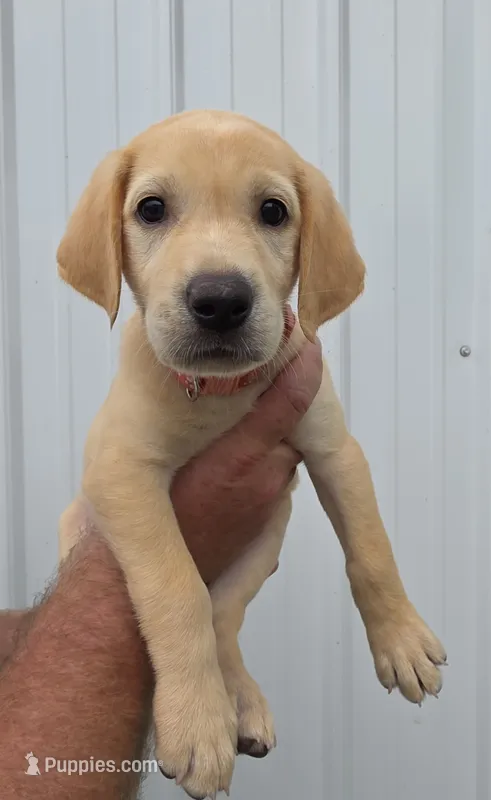 Pink – Labrador Retriever puppy for sale in Manchester, IA