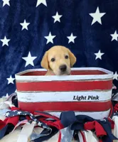 Pink, a female Labrador Retriever for sale in Manchester, IA – 2 of 5