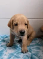 Blue , a male Labrador Retriever for sale in Manchester, IA – 3 of 3