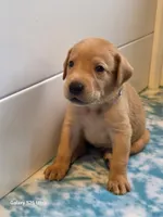 Yellow , a male Labrador Retriever for sale in Manchester, IA – 4 of 5