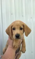 Yellow , a male Labrador Retriever for sale in Manchester, IA – 2 of 5
