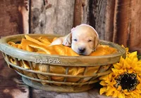 Pink, a female Labrador Retriever for sale in Manchester, IA – 4 of 5