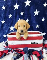 Yellow , a male Labrador Retriever for sale in Manchester, IA – 3 of 5