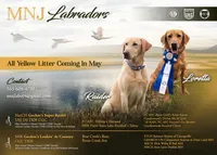 Pink, a female Labrador Retriever for sale in Manchester, IA – 5 of 5