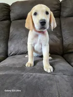 Pink, a female Labrador Retriever for sale in Manchester, IA – 6 of 6