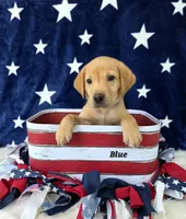 Blue , a male Labrador Retriever for sale in Manchester, IA – 1 of 3