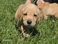 Pink, a female Labrador Retriever for sale in Manchester, IA – 3 of 5