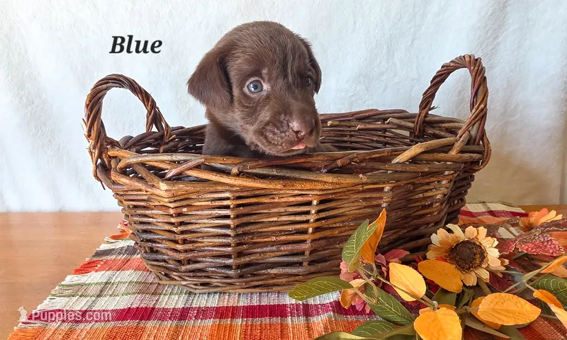 Blue  – Labrador Retriever puppy for sale in Manchester, IA