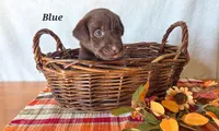 Blue , a male Labrador Retriever for sale in Manchester, IA – 1 of 1