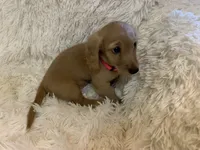 Dorthy, a female Dachshund for sale in Fort Worth, TX – 6 of 6