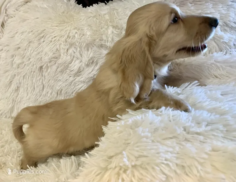 Toto – Dachshund puppy for sale in Fort Worth, TX