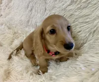 Dorthy, a female Dachshund for sale in Fort Worth, TX – 2 of 6