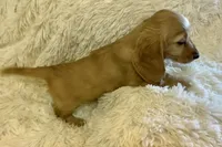Glinda, a female Miniature Dachshund for sale in Fort Worth, TX – 6 of 6