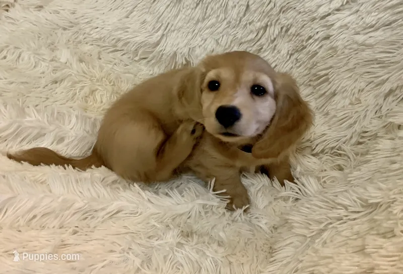 Glinda – Miniature Dachshund puppy for sale in Fort Worth, TX