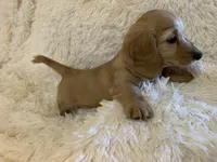 Glinda, a female Dachshund for sale in Fort Worth, TX – 2 of 7