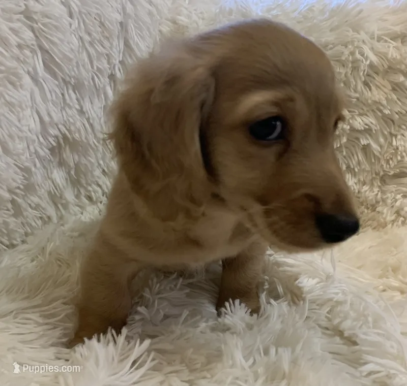 Dorthy – Dachshund puppy for sale in Fort Worth, TX
