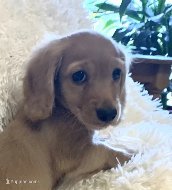 Dorothy – Miniature Dachshund puppy for sale in Fort Worth, TX