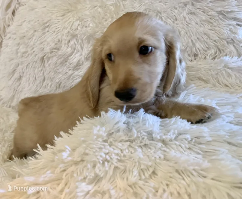 TOTO – Miniature Dachshund puppy for sale in Fort Worth, TX