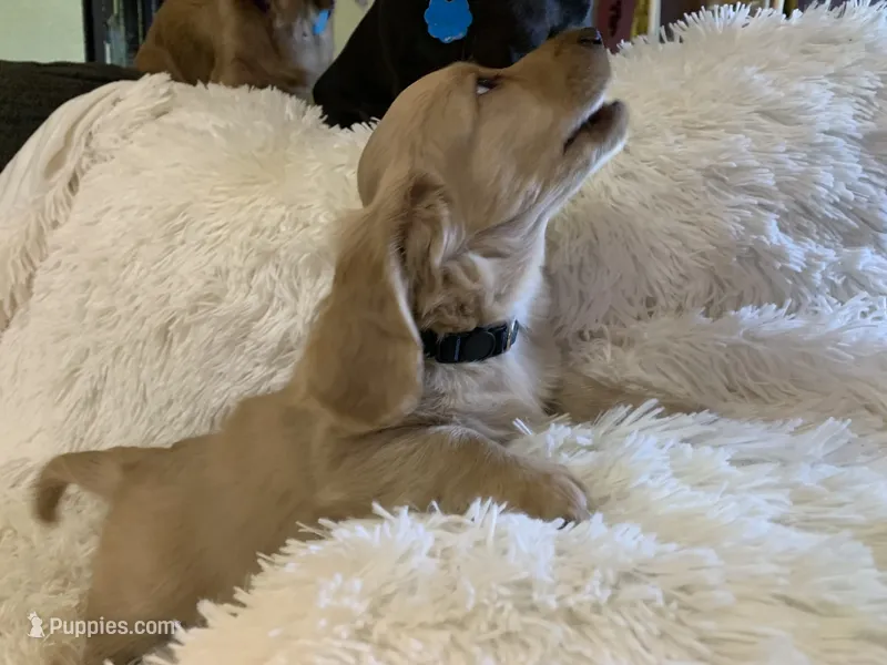 TOTO – Miniature Dachshund puppy for sale in Fort Worth, TX