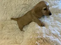 Glinda, a female Dachshund for sale in Fort Worth, TX – 7 of 7